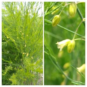 アスパラガスの花の投稿画像一覧 Greensnap グリーンスナップ