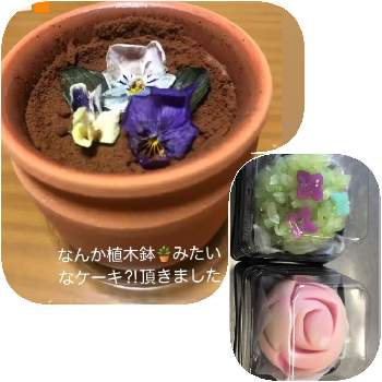 可愛い植木鉢,薔薇の和菓子,ティラミス｡･*･:♪の画像
