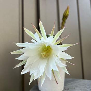 王冠短毛丸の投稿画像一覧 Greensnap グリーンスナップ 王冠短毛丸の投稿画像一覧 Greensnap グリーンスナップ