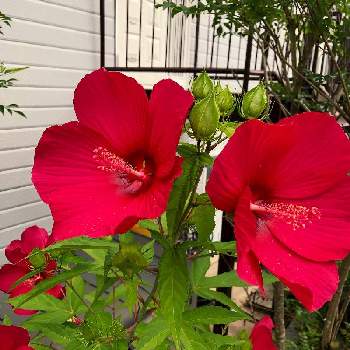 夏らしい！の画像 by フクフクさん | タイタンビカスとリゾートガーデンと8月とトロピカルと夏の花と赤い花と成長記録と夏らしい！と地植え