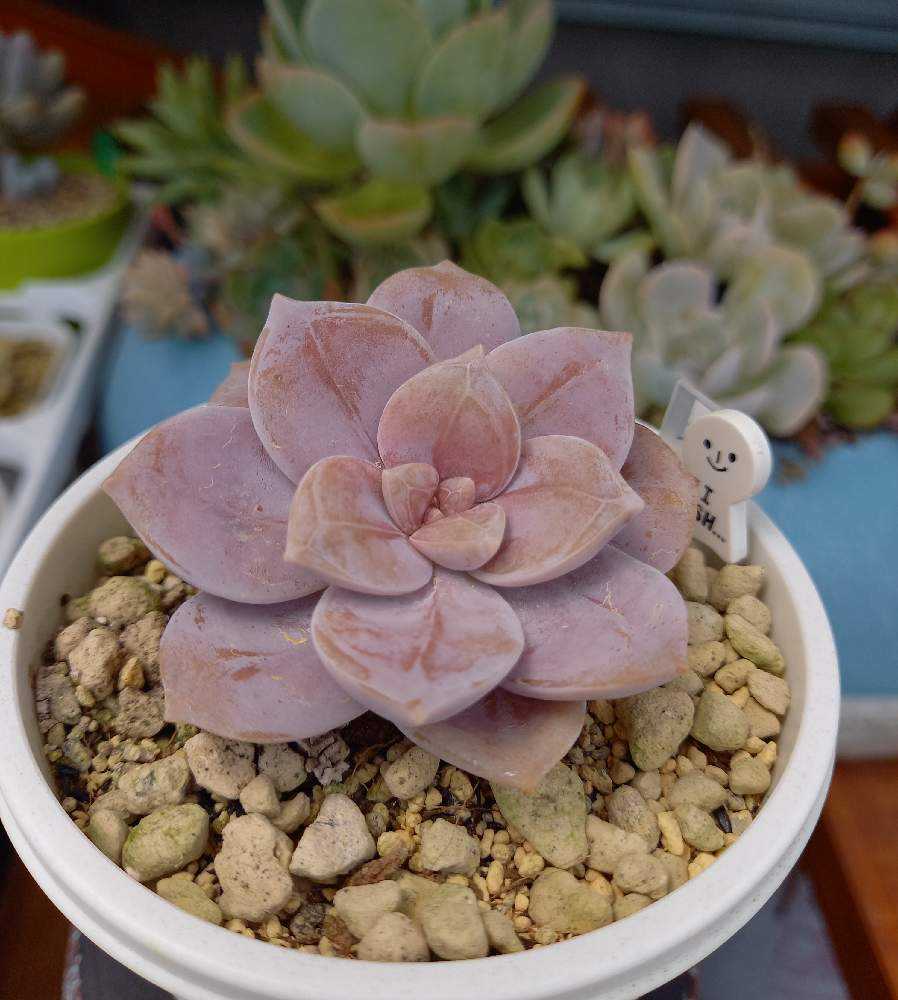 多肉植物（ペンタンドラム？） やぼった