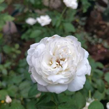 バラ ボレロの画像 by かぷりんさん | 小さな庭とバラ ボレロと地植えと庭の記録とばら バラ 薔薇