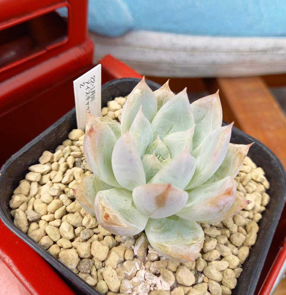 No.544 ❁アイススピリッツ❁ 苗 多肉植物 寄せ植え No.544 ❁アイススピリッツ❁ 苗 多肉植物 寄せ植え No.544 ❁アイス