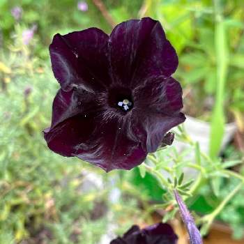 ペチュニア ブラックチェリー,日光好き,花期長い,耐暑性,鉢植えの画像