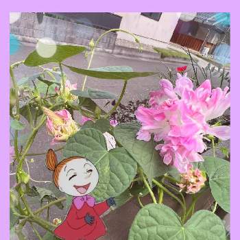 最前線のあなたへの画像 by ハナミズキさん | 小さな庭と最前線のあなたへと被災地の皆様にエールとコロナに負けるな！と季節のお花と朝顔 スプリットペタルと小さな幸せ♡とピンクワールドへ ようこそと花のある暮らしとoriの自由なピンクの日とムーミンの日