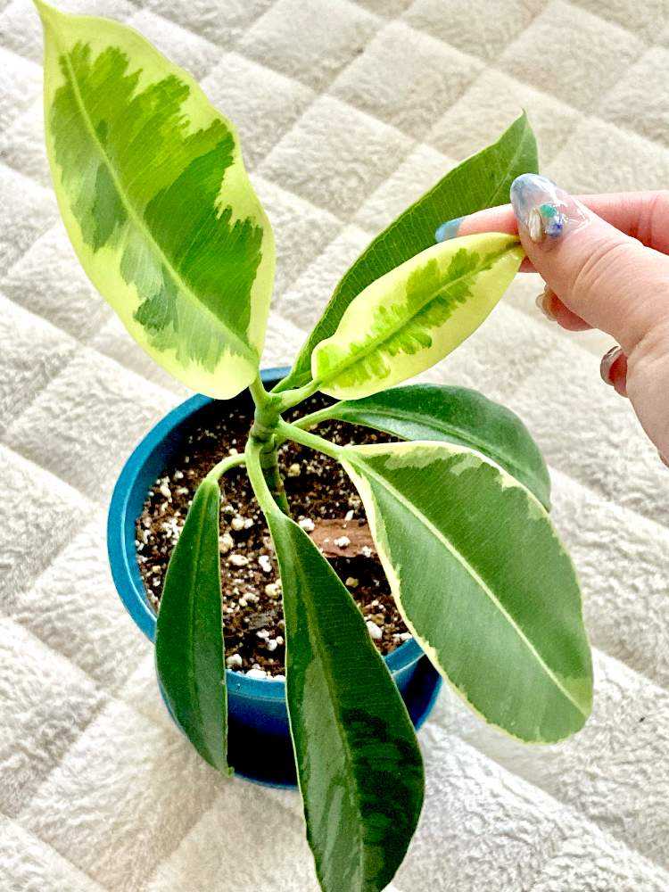 フィカス アスペラパーセリー ゴムの木 植物 インテリア 【公式通販】