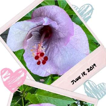 最前線のあなたへの画像 by ハナミズキさん | エントランスと最前線のあなたへと被災地の皆様にエールとコロナに負けるな！と今日のお花と ハイビスカスと季節のお花と小さな幸せ♡とピンクワールドへ ようこそと花のある暮らしとoriの自由なピンクの日