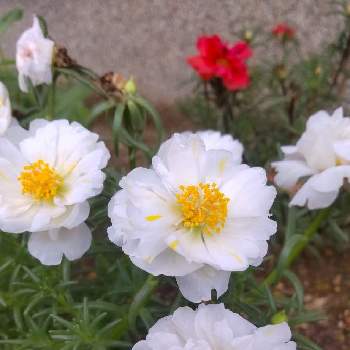 ご近所さんのお庭の花の画像 by eryさん | マツバボタン(八重咲き)と平和を願う☆とイングリッシュコッカー・エリーの散歩道とご近所さんのお庭の花と白い水曜日♡