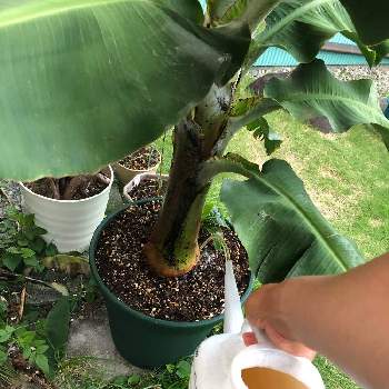 バナナ同好会の画像 by わかつきさん | 小さな庭とバナナ✨とバナナ栽培とバナナ同好会とモンキーナババ同好会