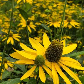 オオハンゴンソウ属の投稿画像一覧 Greensnap グリーンスナップ