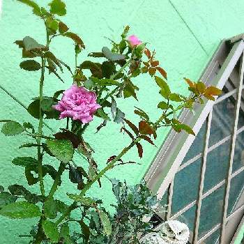 プラムパーフェクト バラの画像 by RIE♥️さん | 窓辺とプラムパーフェクトとプラムパーフェクト バラとほのぼのとばら バラ 薔薇とGood morningとおうち時間と初心者と癒しとおうち園芸と大好きな花と可愛いと花のある暮らし