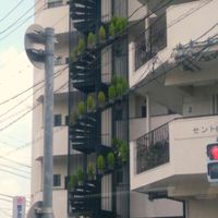 コキア,ガーデニング,ネコ好き,カラーリーフ,階段の画像