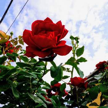 とても綺麗の画像 by らんまさん | 広い庭とはなのある暮らしとGSに感謝。と水曜ローズショウと平和を願う☆と乙女色クラブと近所とGS皆様ありがとうと薔薇♪ととても綺麗