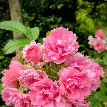 北山緑化植物園の画像 by サナさん | ピンク グルーテンドルストとお出かけとばら バラ 薔薇と北山緑化植物園と毎日ローズショー