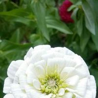 ヒャクニチソウ,白い花,白い水曜日♡,お出かけ先の画像