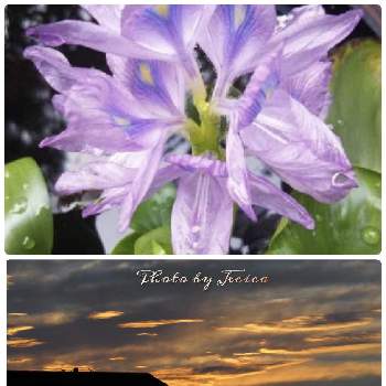 朝焼けの空の投稿画像一覧 Greensnap グリーンスナップ