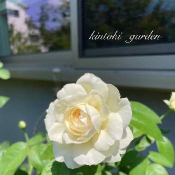 バラ ボレロの画像 by キントキさん | テラスとバラ ボレロと夏のバラと薔薇のある人生と今日も暑い☀️