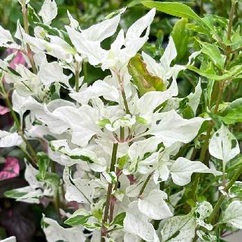 アルテルナンテラ エンジェルレースの投稿画像一覧 Greensnap グリーンスナップ