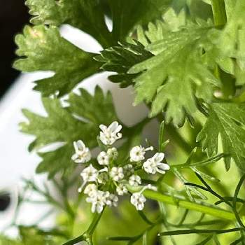 パクチーの投稿画像一覧 Greensnap グリーンスナップ