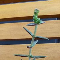 クーペリー,多肉植物のお花,クーペリー❤︎,エントランスの画像