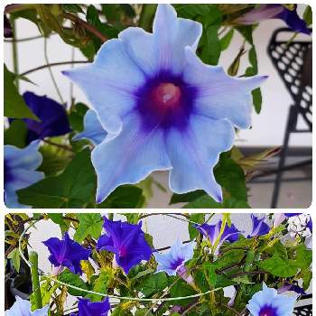 チーム・ブルーNo.104の画像 by マルナムさん | 涼しげと桔梗咲き朝顔♡と大好きな色とお花大好きとおうち園芸とみどり大好きと❤️いいね、ありがとうと水曜日は水色と青い花で納涼祭2022と花のある暮らしと青い花マニアとチーム・ブルーと色あざやかとチーム・ブルーNo.104と2022涼を呼ぶ夏の花草木