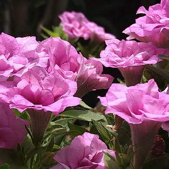 八重咲きペチュニアの画像 by 美嶺さん | 小さな庭と八重咲きペチュニアとかわゆーい♡とがんばれー！と嬉しい❤️と花のある暮らしと❤️癒されて