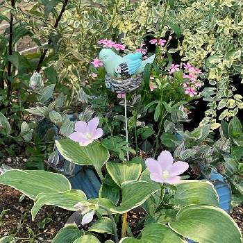 シルバープリペットの画像 by イレブンさん | ハイビスカス ロバツスとニチニチソウとギボウシとシルバープリペットとヘデラとトラディスカンチア ラベンダーとピンクの花と寄せ植えとおうち園芸と可愛いとガーデニングと元気に育ててますよと花のある暮らし