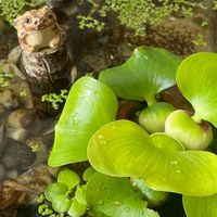 ホテイアオイ,アマゾンフロッグピット,水草,花壇,ガーデニングの画像