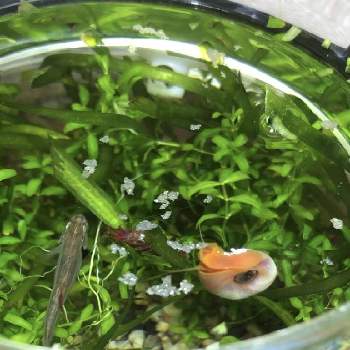 アカヒレの投稿画像一覧 Greensnap グリーンスナップ