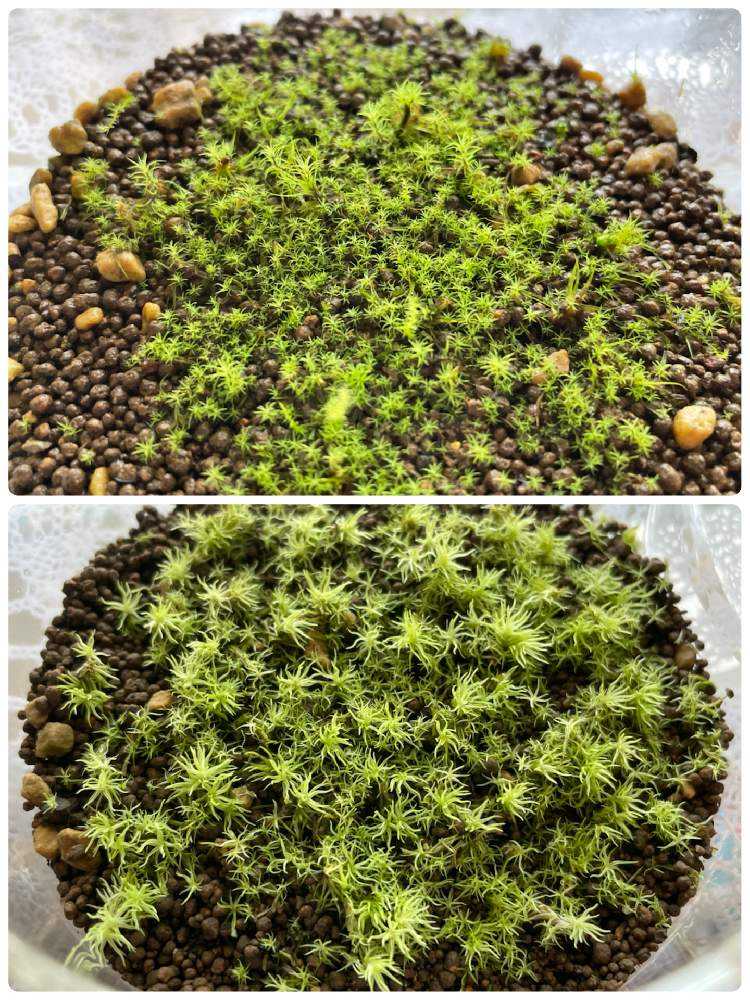 撒き苔栽培 タマゴケ ホソバオキナゴケ編 Greensnap グリーンスナップ