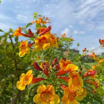 南国の花の画像 by Mayさん | お出かけ先とアメリカノウゼンカズラとノウゼンカズラとオレンジ色の花と南国の花
