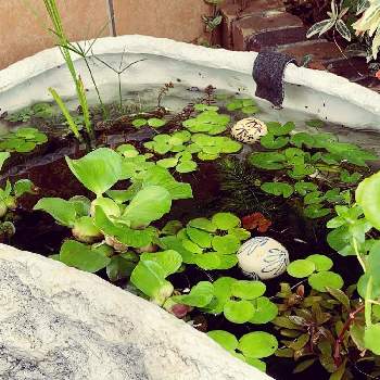 浮き草の投稿画像一覧 Greensnap グリーンスナップ