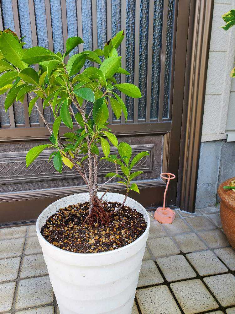 ガジュマル2｜🍀GreenSnap（グリーンスナップ）