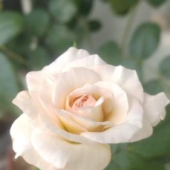 プリンセス・ヴェールの画像 by kappy*さん | バルコニー/ベランダと暑い！と植物のある暮らしと水曜ローズショーとわれら17年組とマイガーデンとベランダガーデンと薔薇のある暮らし♡とおうち園芸とプリンセス・ヴェールと癒し…♡と花のある暮らしと薔薇♪