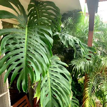 ハワイの画像 by ラムアイスさん | 小さな庭とモンステラ属と観葉植物と越冬と南国植物とトロピカルとハワイの植物とハワイと熱帯植物と地植え