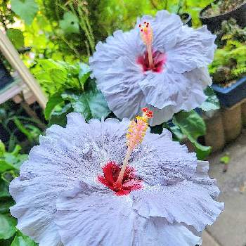 南国の花の画像 by Mashmash☕︎さん | 小さな庭とハイビスカスと植物のある暮らしと花と緑のある暮らしと南国の花と南国と紫色の花と夏の花と花のある暮らし