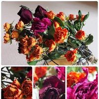 ドライフラワー,満開,夏の花,今日のお花,オレンジの花の画像