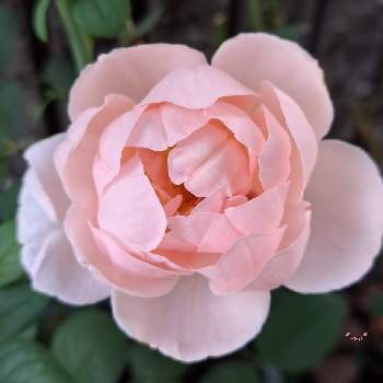 鉢薔薇の画像 by *mi*さん | 小さな庭とアンブリッジローズとばら バラ 薔薇と鉢薔薇とERと咲いた！