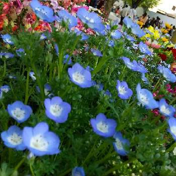ネモフィラ,横浜,ガーデンベア,小さいお花♡,Dear violetの画像