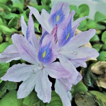 浮き草の投稿画像一覧 Greensnap グリーンスナップ