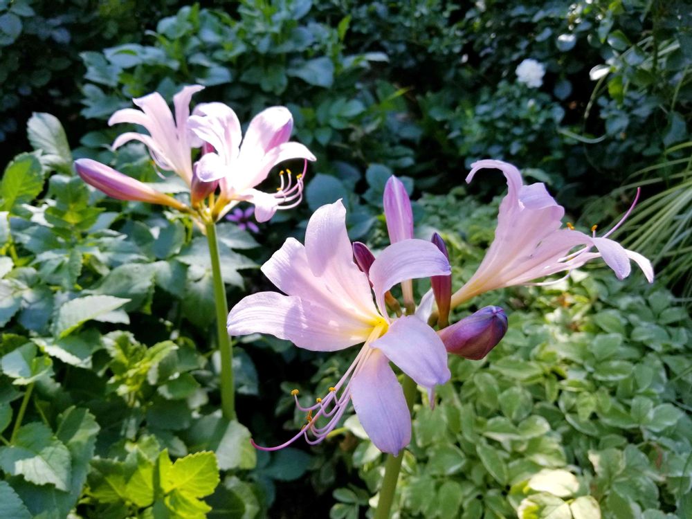 エリィさんの港の見える丘公園への投稿