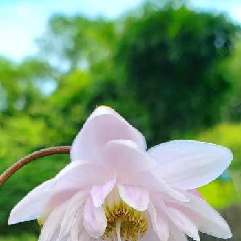 レンゲショウマ(八重咲き)の画像 by mecoppiさん | 小さな庭とレンゲショウマとレンゲショウマ(八重咲き)と2022涼を呼ぶ夏の花草木