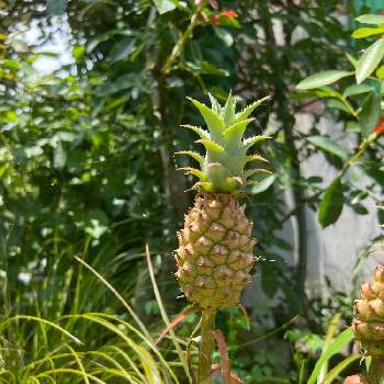 観賞用パインの投稿画像一覧 Greensnap グリーンスナップ