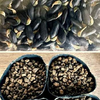 ミモザ（ギンヨウアカシア）,盆栽,実生,種まき,部屋の画像