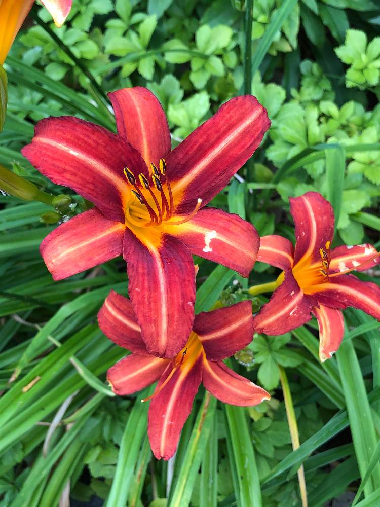 ノカンゾウの投稿画像 By ケントさん カンゾウとオレンジ色の花も好きと散歩と橙色の花と幸せの黄色いお花とビタミンカラーと今日の花とオレンジ色の花 も好きと散歩と橙色の花と幸せの黄色いお花とビタミンカラーと今日の花 22月8月11日 Greensnap グリーン