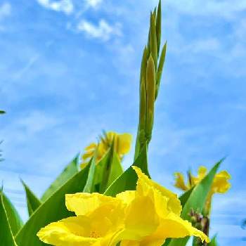 ☀️太陽がいっぱい☀️の画像 by ドラチャンことAkitoshi Imaiさん | お出かけ先とカンナと今日を今を生きることと2019同期と⚔️心を燃やせと小さな花で幸せをとワクワクの花たちと祈❗️世界平和と最愛の友へ届けとLife is beautifulと花言葉に心をのせてと雲仲間と皆んな幸福にと幸せの黄色いお花といつも心に太陽をとみんな負けないで！とenjoy ＆ smile happy⤴︎と明日はきっと良い日になるとファンタスティックブルーとNO WAR❗️と毎日thank you❤️と☀️太陽がいっぱい☀️