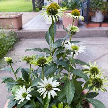 エキナセアグリーンジュエルの投稿画像一覧 Greensnap グリーンスナップ