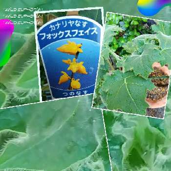 熱帯アメリカ原産の画像 by sumiko87さん | 小さな庭とフォックスフェイスと植物のある暮らしと木曜モフモフと元気貰える♡と素敵な庭に✨と皆様に感謝と熱帯アメリカ原産と産毛のような葉と繋がりに感謝✨