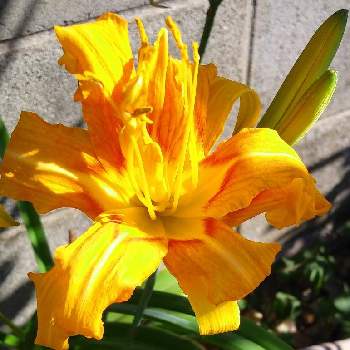 ヤブカンゾウの花の画像 by らんまさん | お出かけ先とヤブカンゾウの花と元気になる色とはなのある暮らしと今日のお花とGSに感謝。と平和を願う☆と近所とGS皆様ありがとうととても綺麗