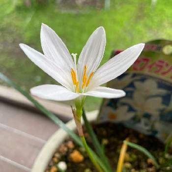 ゼフィランサスの花の画像 by pipiseikoさん | バルコニー/ベランダと綺麗に咲いてると白いお花と花好きと我が家のお花とゼフィランサスの花とやっと咲いた〜♡